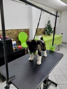 Američka Akita, štenci Slika 9 Američka Akita, štenci Slika 9