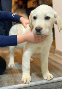 Labrador štenci Slika 2 Labrador štenci Slika 2