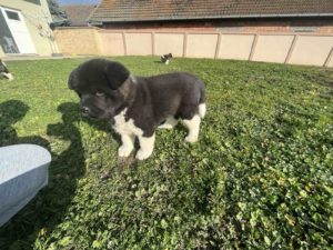 Američka Akita štenci Slika 5 Američka Akita štenci Slika 5