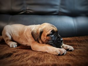 Cane Corso VRHUNSKI štenci Slika 8 Cane Corso VRHUNSKI štenci Slika 8