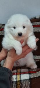 Samojed PRELEPI štenci Slika 3 Samojed PRELEPI štenci Slika 3