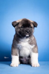 Americka Akita Slika 7 Americka Akita Slika 7