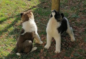 Američka Akita štenci Slika 1 Američka Akita štenci Slika 1