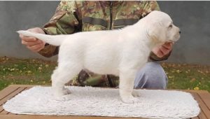 Top leglo labrador retrivera Slika 5 Top leglo labrador retrivera Slika 5