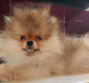 Pomeranac BOO Medvedić Slika 1 Pomeranac BOO Medvedić Slika 1
