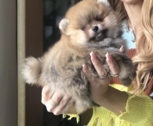 Pomeranski špic,Pomeranac,Pomeranian,Boo štenci Slika 3 Pomeranski špic,Pomeranac,Pomeranian,Boo štenci Slika 3
