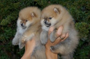 Pomeranski špic,Pomeranac,Pomeranian,Boo štenci Slika 3 Pomeranski špic,Pomeranac,Pomeranian,Boo štenci Slika 3