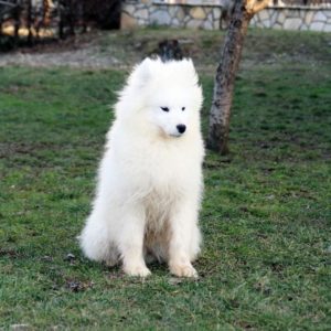 Samojed Slika 1 Samojed Slika 1