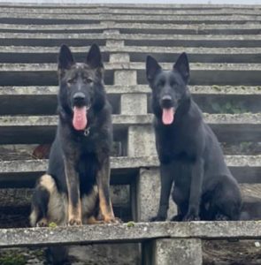 Nemački Ovčar štenci – radna linija Slika 6 Nemački Ovčar štenci – radna linija Slika 6