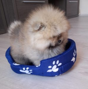 Pomeranac štenci Slika 7 Pomeranac štenci Slika 7