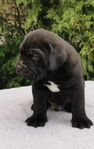 Kane korso Cane Corso PREPORUKA Slika 5 Kane korso Cane Corso PREPORUKA Slika 5