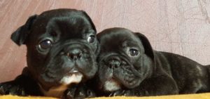 Francuski buldog štenci Slika 2 Francuski buldog štenci Slika 2