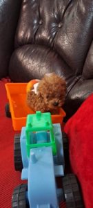 Toy pudle Slika 2 Toy pudle Slika 2