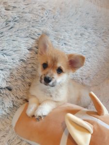 Velski KORGI pembrok devojcice – CORGI pembroke Slika 4 Velski KORGI pembrok devojcice – CORGI pembroke Slika 4