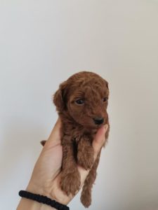 Štenci red toy patuljaste pudle Slika 3 Štenci red toy patuljaste pudle Slika 3