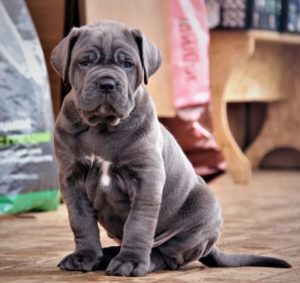 Kane korso Cane Corso PREPORUKA Slika 2 Kane korso Cane Corso PREPORUKA Slika 2