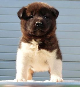 Americka Akita, stenci Slika 1 Americka Akita, stenci Slika 1