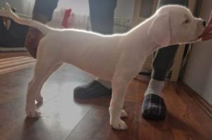 Dogo Argentino štenci Slika 1 Dogo Argentino štenci Slika 1