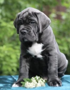 Kane korso Cane Corso PREPORUKA Slika 10 Kane korso Cane Corso PREPORUKA Slika 10