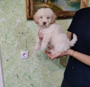 Patuljasta Pudla štenci Slika 1 Patuljasta Pudla štenci Slika 1