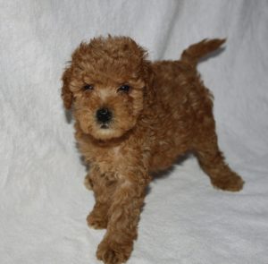 Maltipoo štenci Slika 1 Maltipoo štenci Slika 1