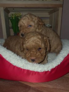 Maltipoo štenci Slika 4 Maltipoo štenci Slika 4