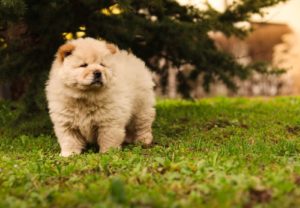Chow Chow štenci Slika 3 Chow Chow štenci Slika 3