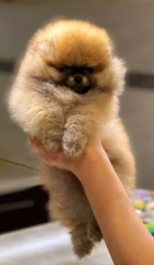 Pomeranac BOO medvedići Slika 1 Pomeranac BOO medvedići Slika 1