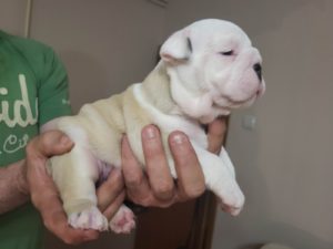 Engleski Buldog štenci Slika 8 Engleski Buldog štenci Slika 8