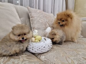 Pomeranci štenad BOO čistokrvni EU papiri Slika 3