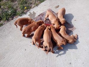 Štenci madžarske vižle Slika 2 Štenci madžarske vižle Slika 2