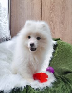 Samojed Slika 1 Samojed Slika 1