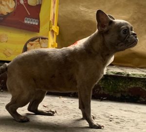 Francuski buldog vrhunska plava zenkica pasos cip bgd Slika 2 Francuski buldog vrhunska plava zenkica pasos cip bgd Slika 2