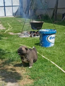 Američka Akita žensko štene Slika 3 Američka Akita žensko štene Slika 3