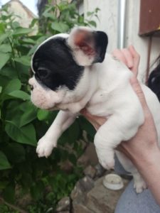 Štenci Francuskog Buldoga Slika 4 Štenci Francuskog Buldoga Slika 4