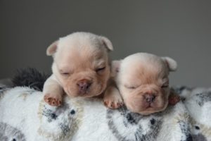 Francuski buldog štenci Flaffy carriers (L4) Slika 5 Francuski buldog štenci Flaffy carriers (L4) Slika 5
