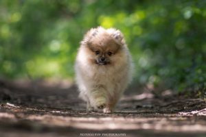 Pomeranac Boo štenci Slika 3 Pomeranac Boo štenci Slika 3