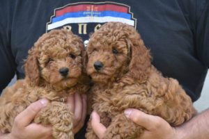 Crvena minijaturna pudlica Slika 7