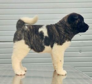 Američka Akita štenci Slika 1 Američka Akita štenci Slika 1