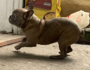 Francuski buldog vrhunska plava zenkica pasos cip bgd Slika 9 Francuski buldog vrhunska plava zenkica pasos cip bgd Slika 9