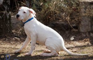DOGO ARGENTINO štenci Slika 8 DOGO ARGENTINO štenci Slika 8