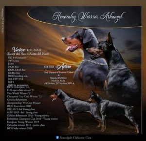 Doberman stenci Slika 1 Doberman stenci Slika 1