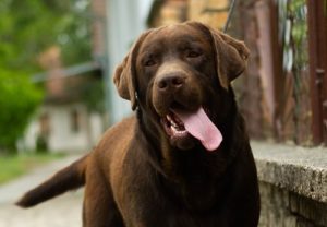 Štenci labrador retrivera Slika 5 Štenci labrador retrivera Slika 5