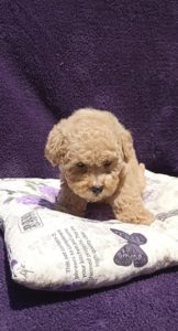 Toy Pudla zenkica Slika 2 Toy Pudla zenkica Slika 2