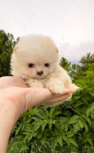 Pomeranac (BOO) mužjaci i ženke Slika 2 Pomeranac (BOO) mužjaci i ženke Slika 2