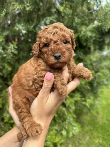Pudlica prelepi štenci Slika 1 Pudlica prelepi štenci Slika 1