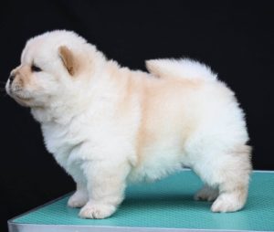 Chow Chow Cau Cau Čau Čau Slika 3 Chow Chow Cau Cau Čau Čau Slika 3
