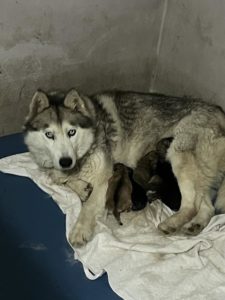 Pomsky štenci na prodaju Slika 8 Pomsky štenci na prodaju Slika 8