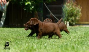 Labrador Retriver štenci, čokoladni Slika 6 Labrador Retriver štenci, čokoladni Slika 6