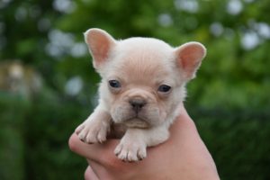 Francuski Buldog Fluffy Carriers (L4) Slika 8 Francuski Buldog Fluffy Carriers (L4) Slika 8